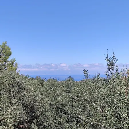 Degli Ulivi *